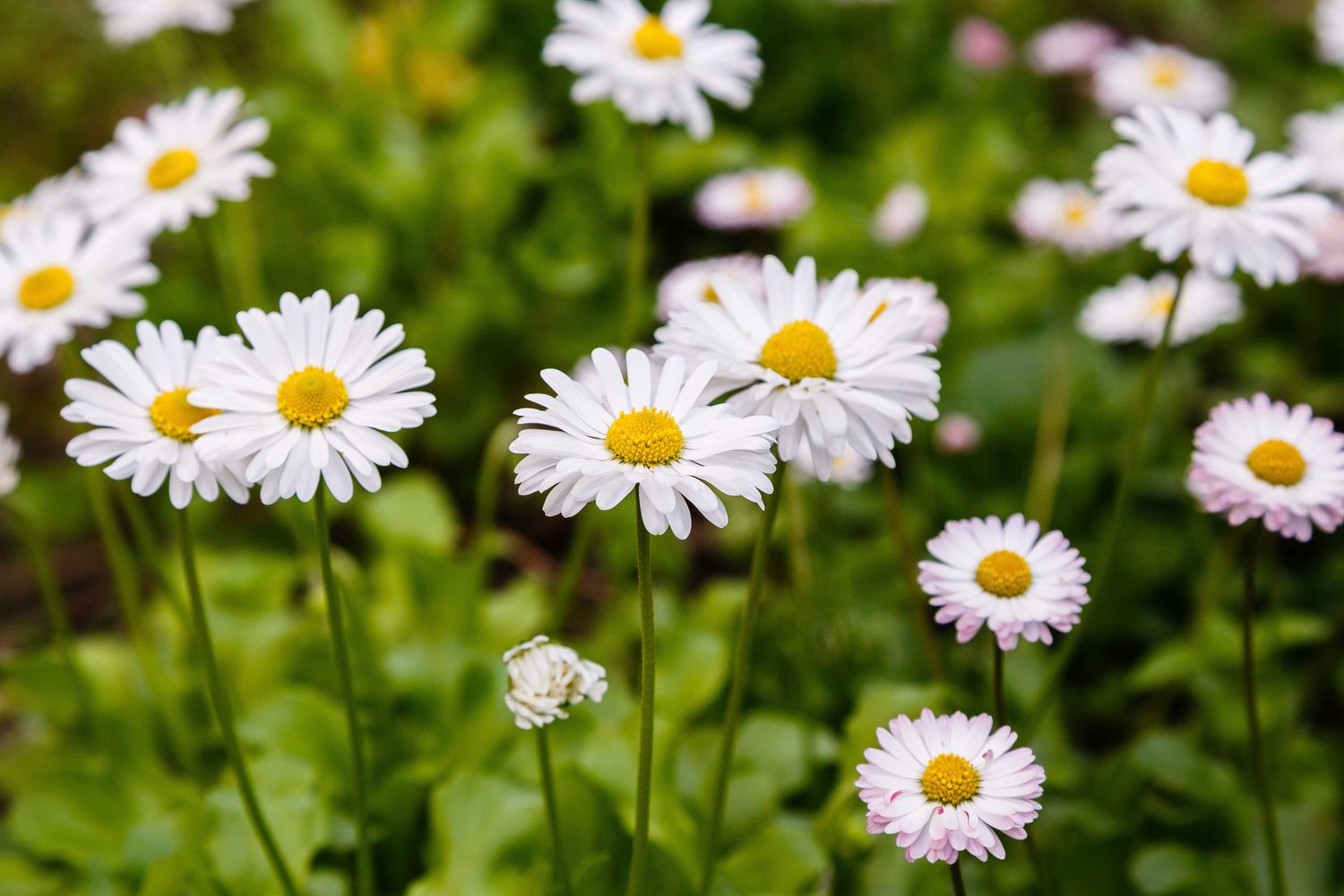 Frühblüher Die schönsten frühblühenden Pflanzen Plantura