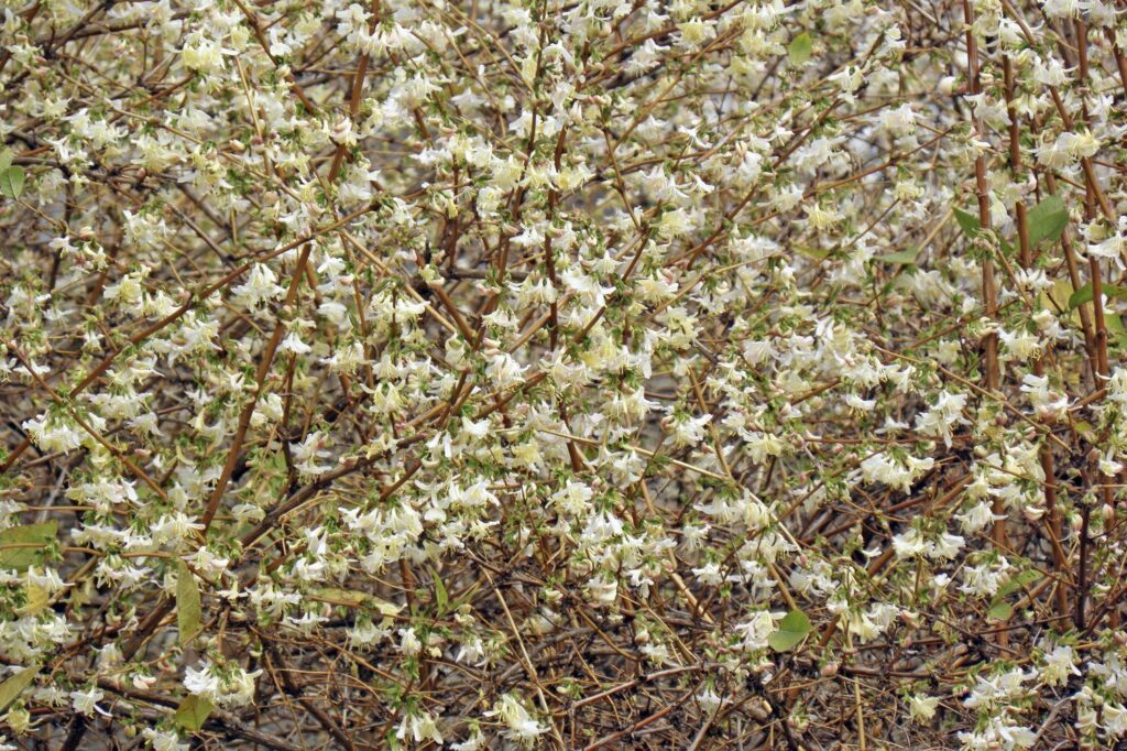 blühende Winterhecken-Kirsche