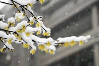 Winterblüher: Übersicht zu den schönsten winterblühenden Pflanzen