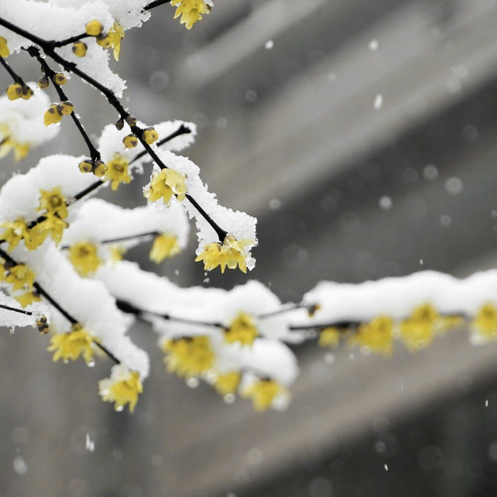 Winterblher: Diese Pflanzen blhen im Winter - Plantura