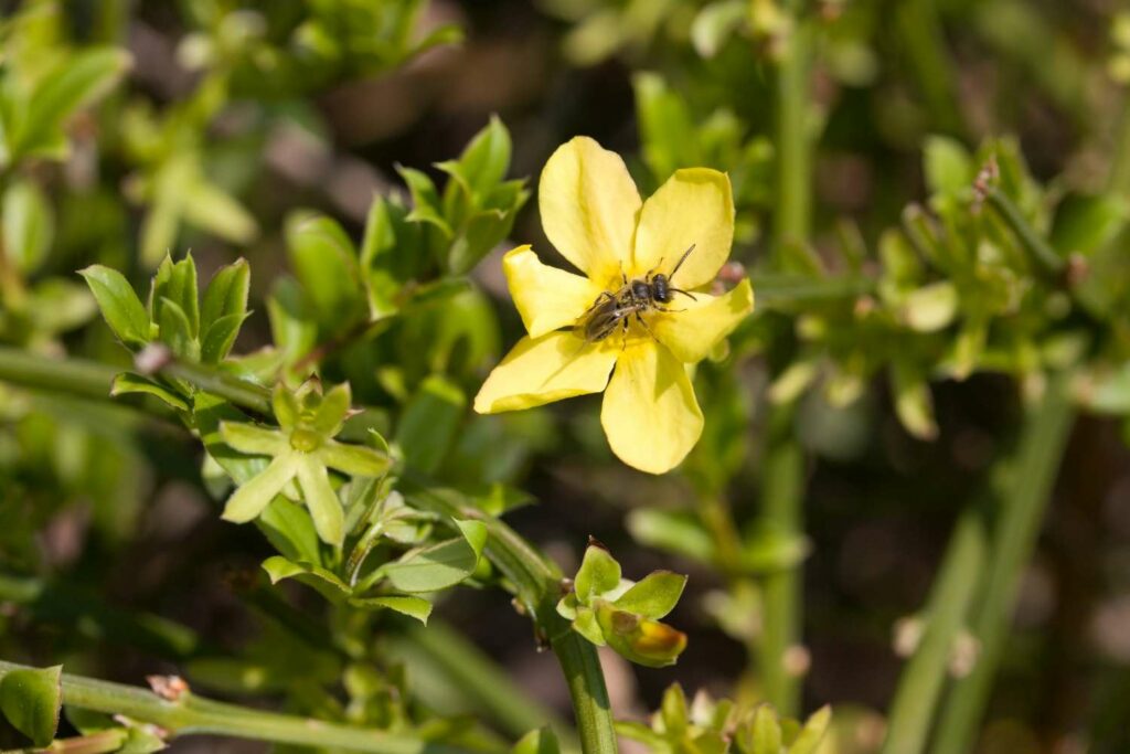 Biene auf gelber Winterjasmin