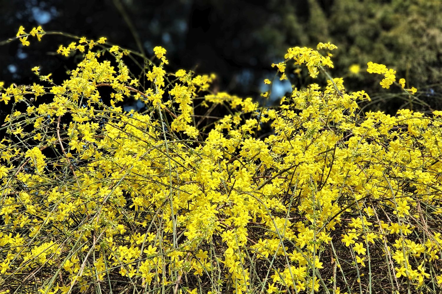 Winterjasmin pflanzen, schneiden & vermehren Plantura
