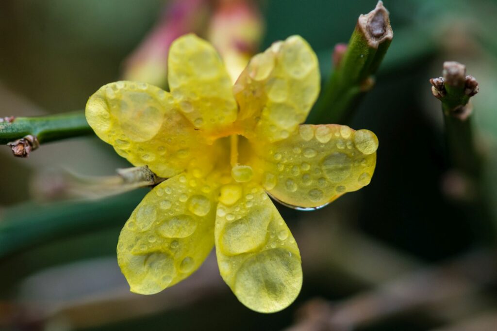 Winterjasmin-Blüte