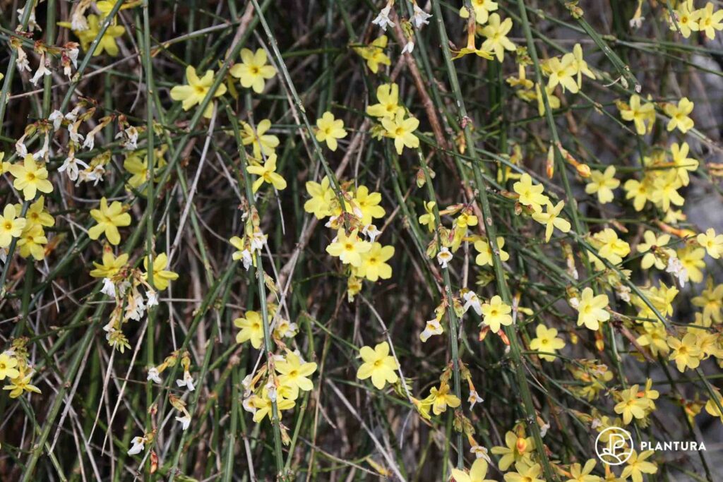 Winterjasmin in Blütezeit