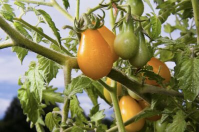 Yellow-Submarine-Tomate: Die gelbe Cocktailtomate pflanzen & pflegen