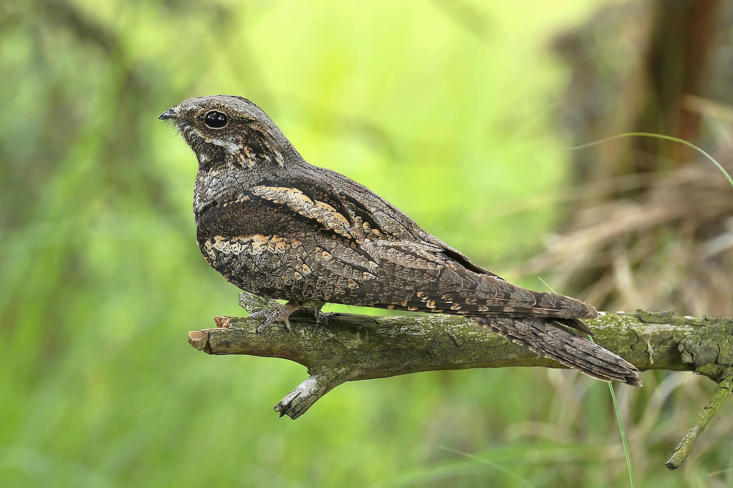 Nachtaktive Vögel Arten, Gesang & Verhalten Plantura
