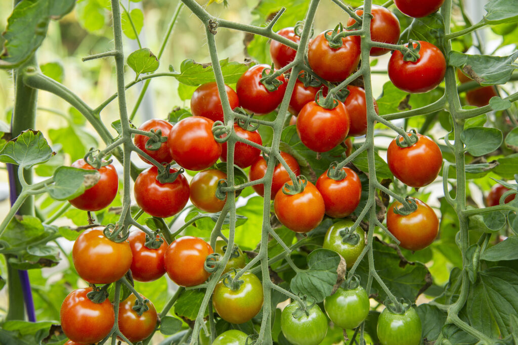 Tomate Zuckertraube pflanzen, pflegen & verwenden - Plantura