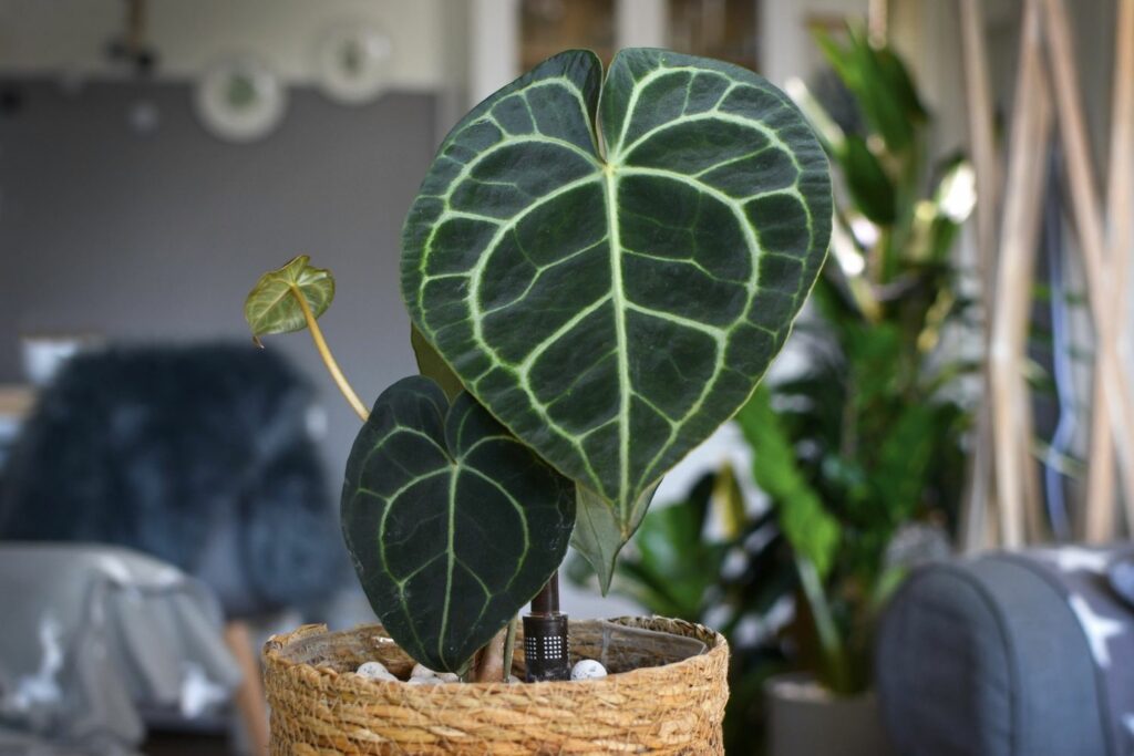 Anthurium Sorte Clarinervium