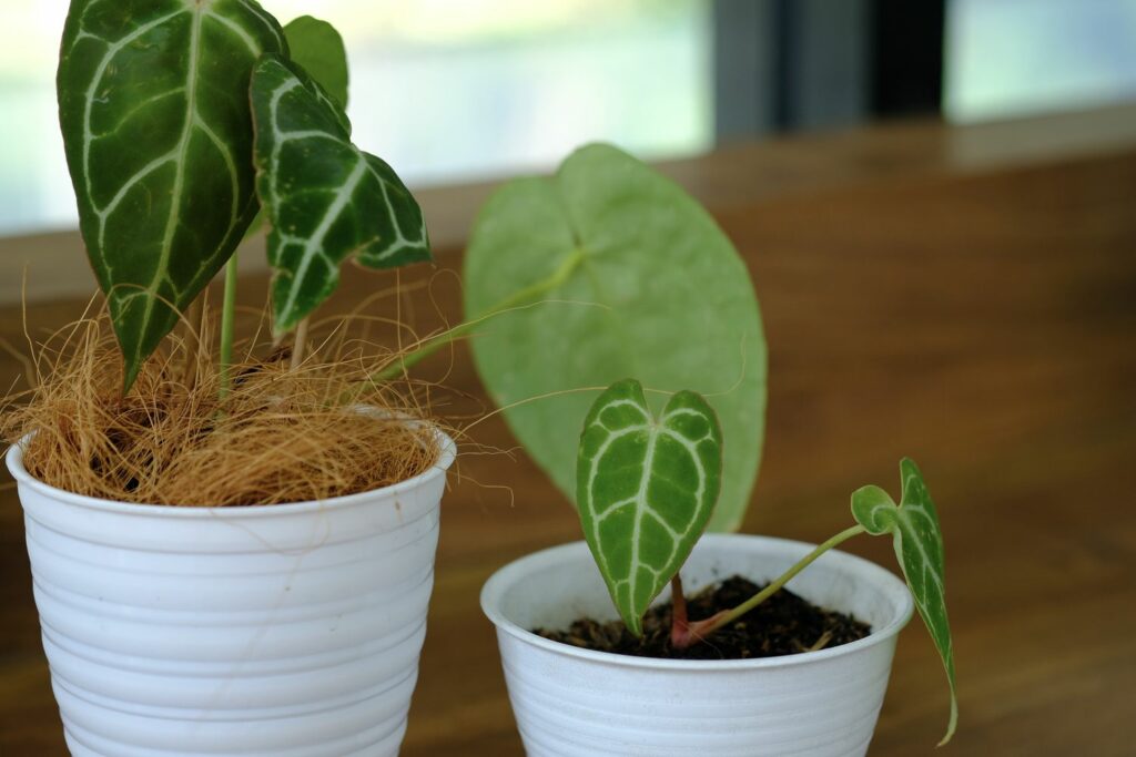 Anthurium clarinervium im Topf