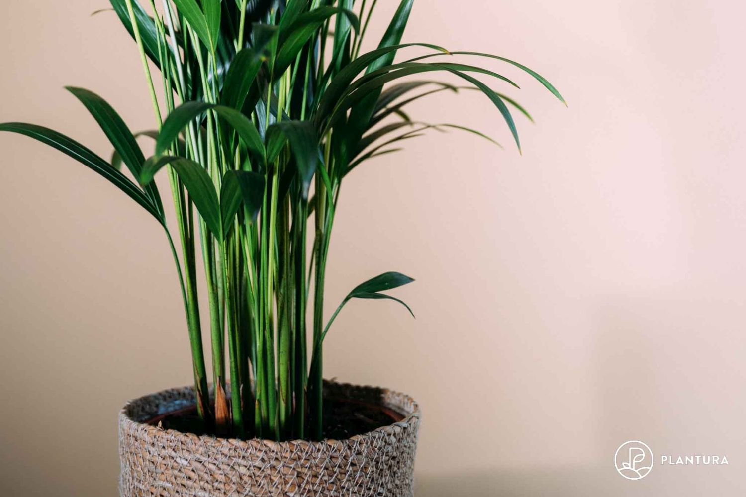 Goldfruchtpalme: Pflege, Standort & Giftigkeit der Areca-Palme