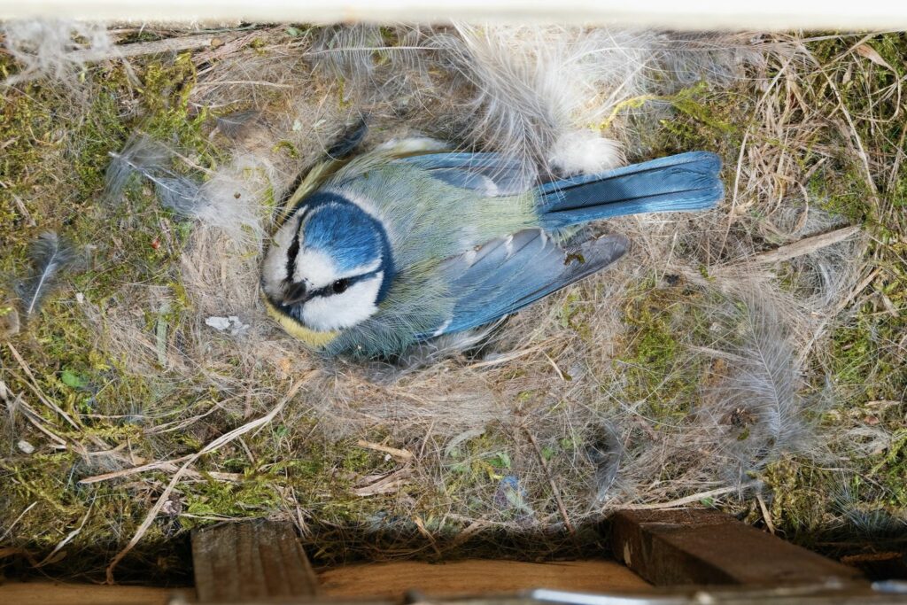 Blaumeise am Nistkasten