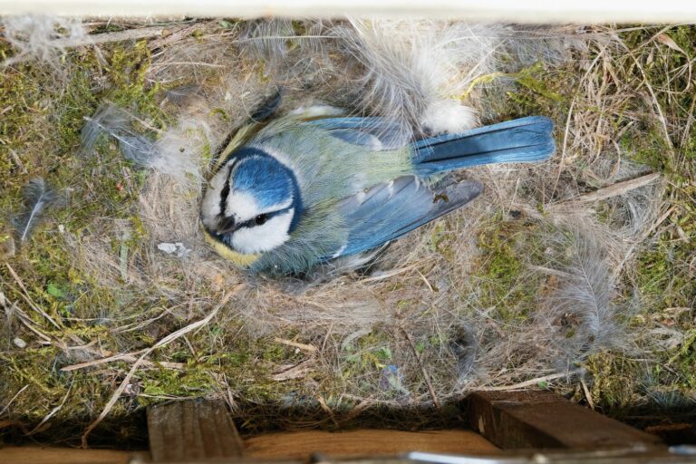 VogelPaarung Balz & Paarungszeit der Vögel Plantura