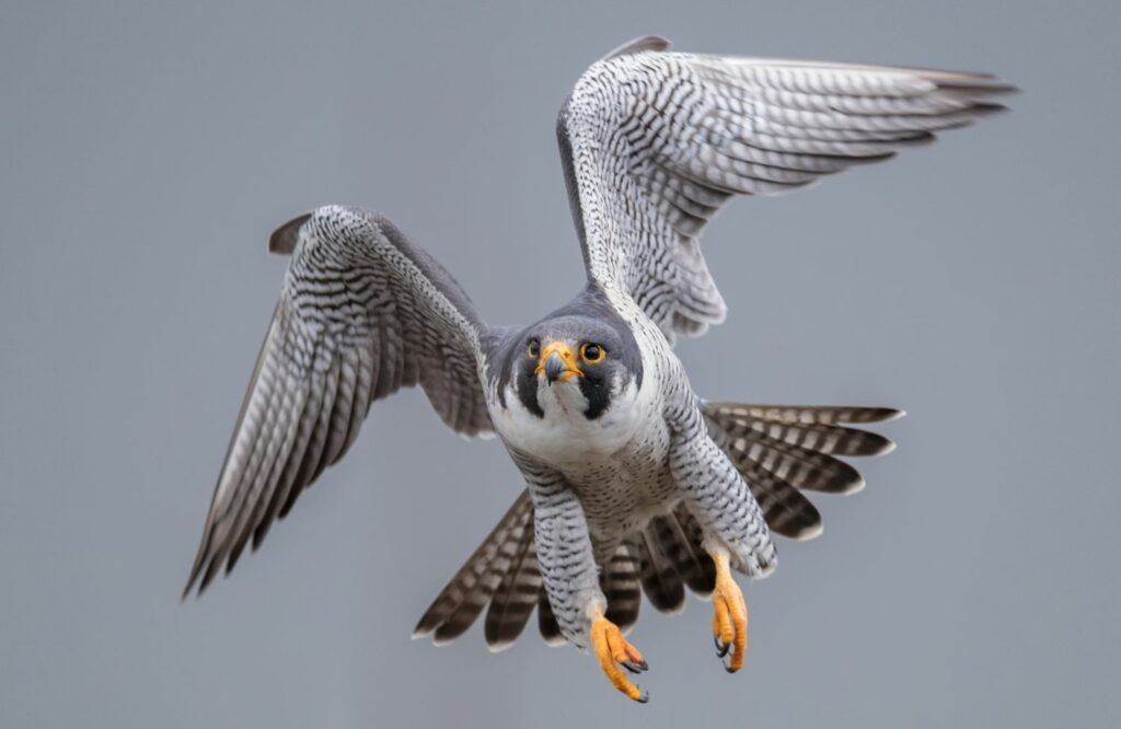 Falke zieht im Flug die Flügel ein