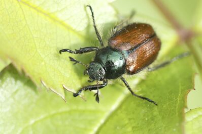 Gartenlaubkäfer bekämpfen: Nematoden, Fallen & Co.