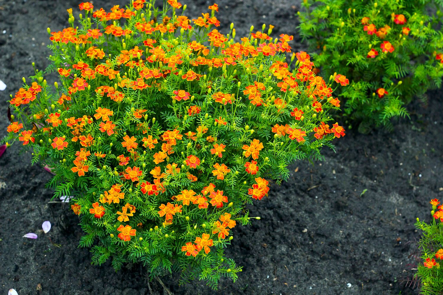 Tagetes: Säen, Standort & Pflege - Plantura