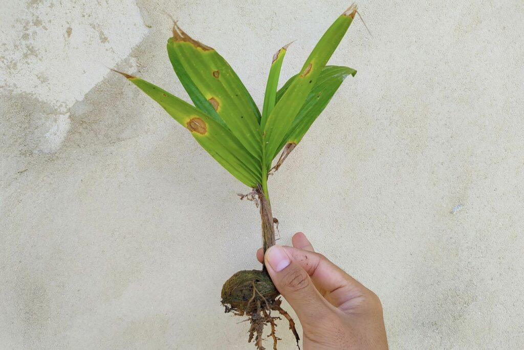 Aus Samen gezogene Goldfruchtpalme