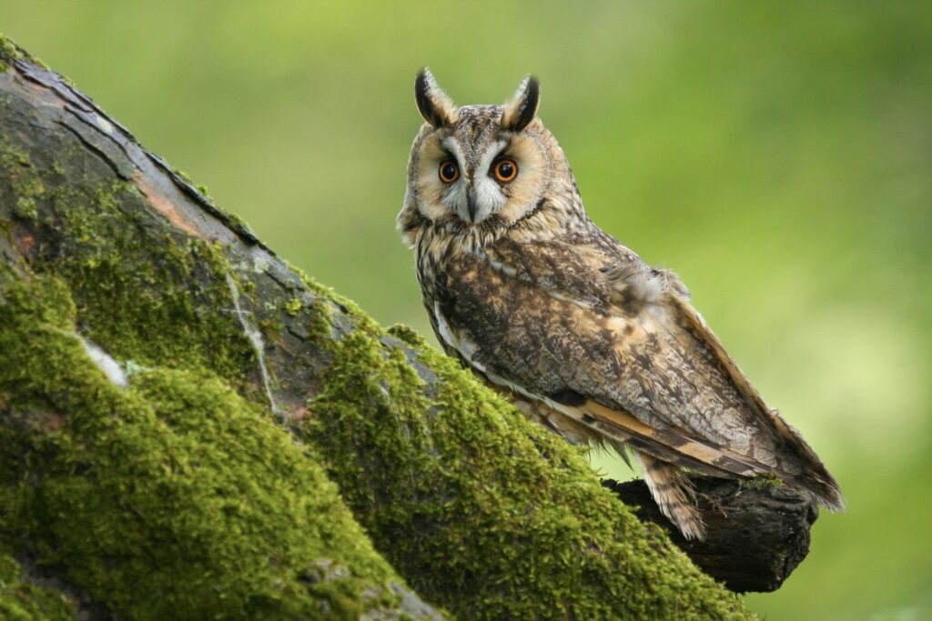 Waldeule auf einem Baum