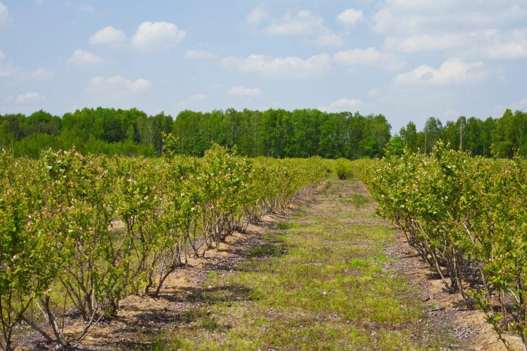 Heidelbeer-Substrat: Heidelbeerplantage anlegen - Plantura