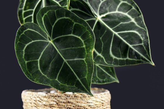 Anthurium clarinervium: Pflege, Standort & Vermehren der Herzblattblume