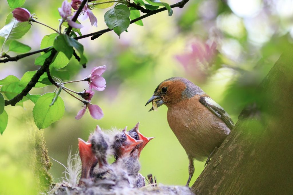Jungvögel in einem Nest