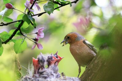 Welcher Vogel baut welches Nest? Bodenbrüter, Freibrüter, Höhlenbrüter & Nistkästen