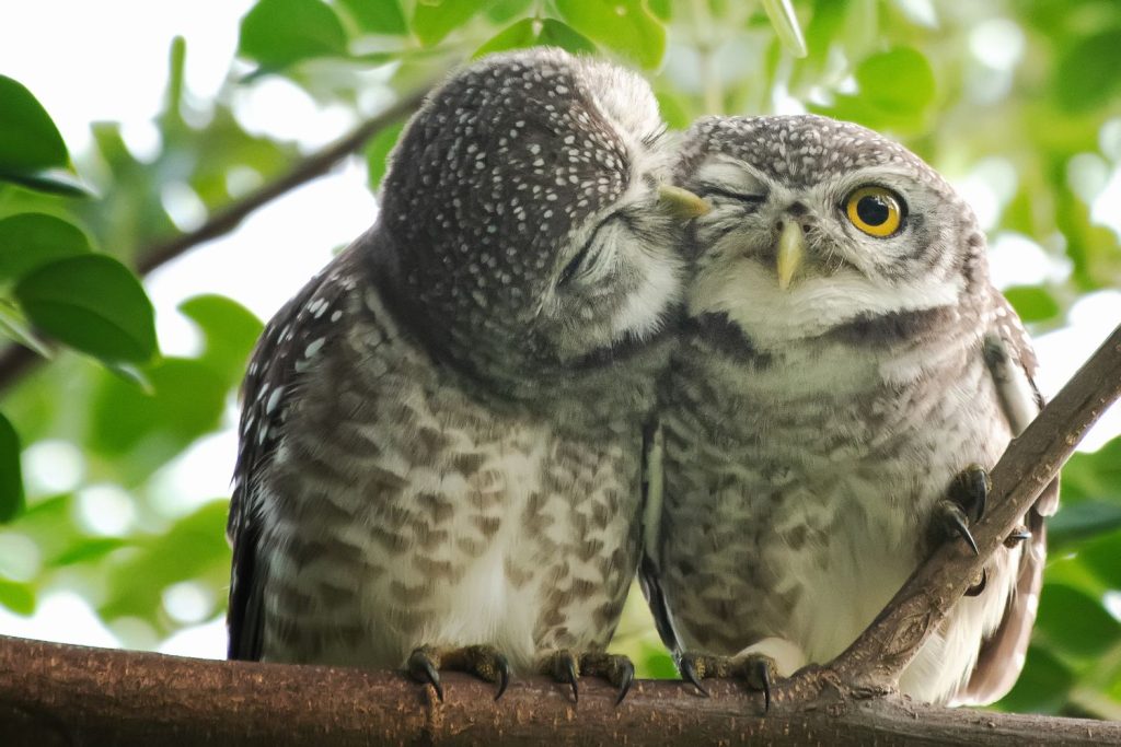 zwei Eulen, die aneinander riechen
