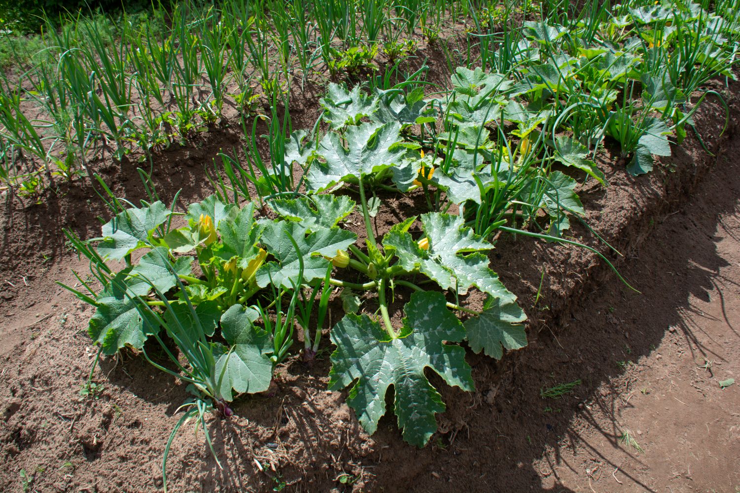 Gute Nachbarn für Zucchini Was verträgt sich? Plantura