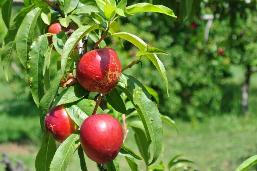 Nektarinenbaum