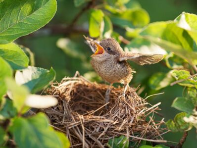 Nestlinge: Brutpflege der Vögel, Nesthocker, Nestflüchter & mehr