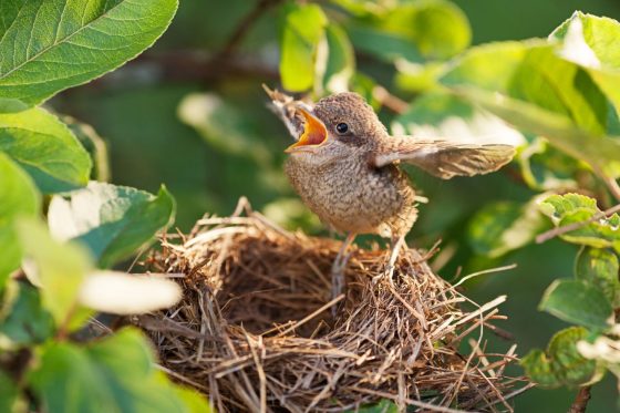 Nestlinge: Brutpflege der Vögel, Nesthocker, Nestflüchter & mehr