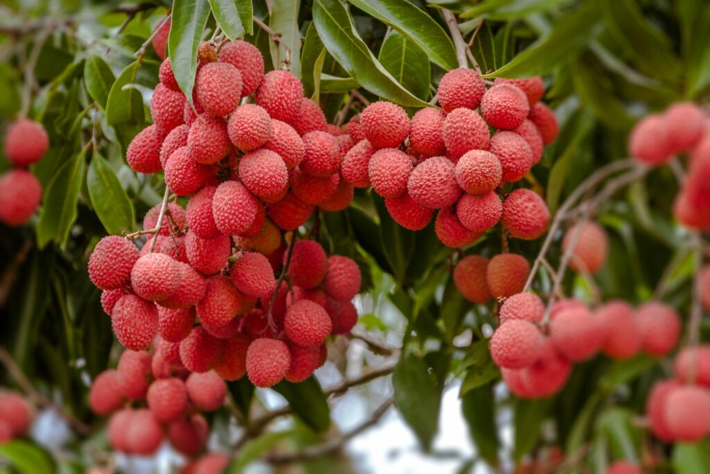 reife Litschfrüchte auf einem Baum