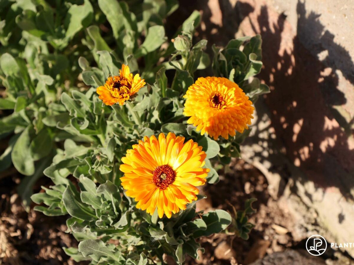 Ringelblume: Steckbrief, Aussaat & Verwendung - Plantura