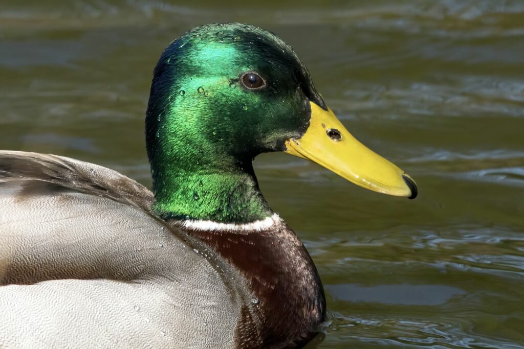 Ente im Prachtkleid