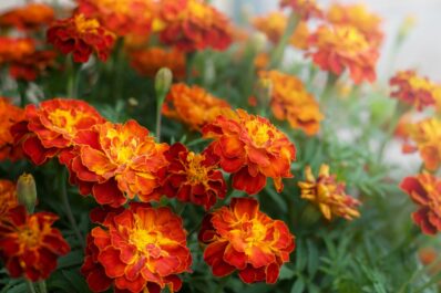 Tagetes: Säen, Standort & Pflege der Studentenblume