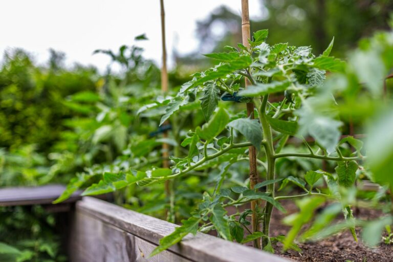 42+ Tomaten Ohne Dach, Kann man die tomaten auch ohne dach pflanzen,