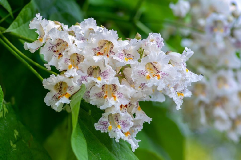 weiße Blüten des Trompetenbaums