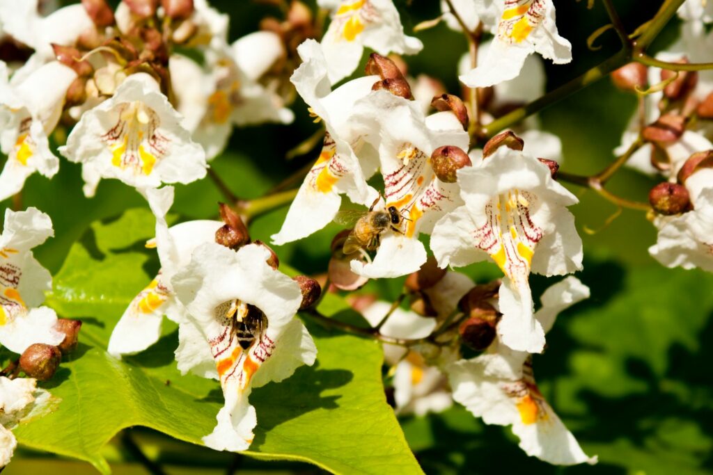 Bienen an einem Trompetenbaum in der Blütezeit