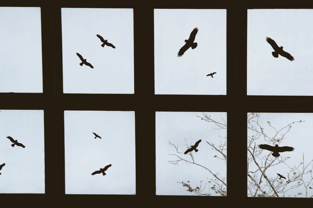 Vögel kreisen über Fenster