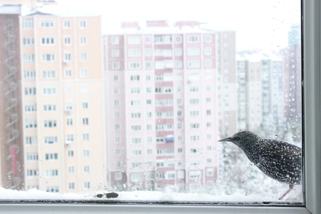 Vogel sitzt vor Fenster