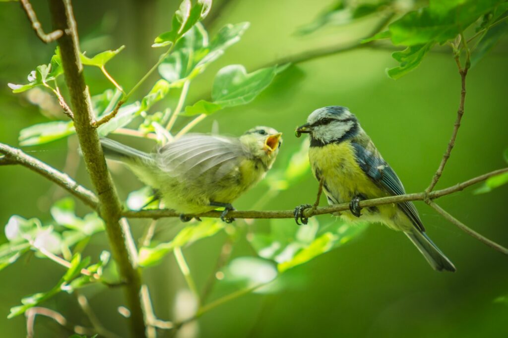 Blaumeise wird gefüttert