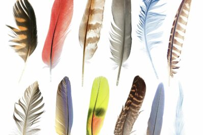 Federn von Vögeln: Mauser, Eigenschaften & Federarten