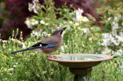Vogeltränke im Garten: Art, Standort & im Winter