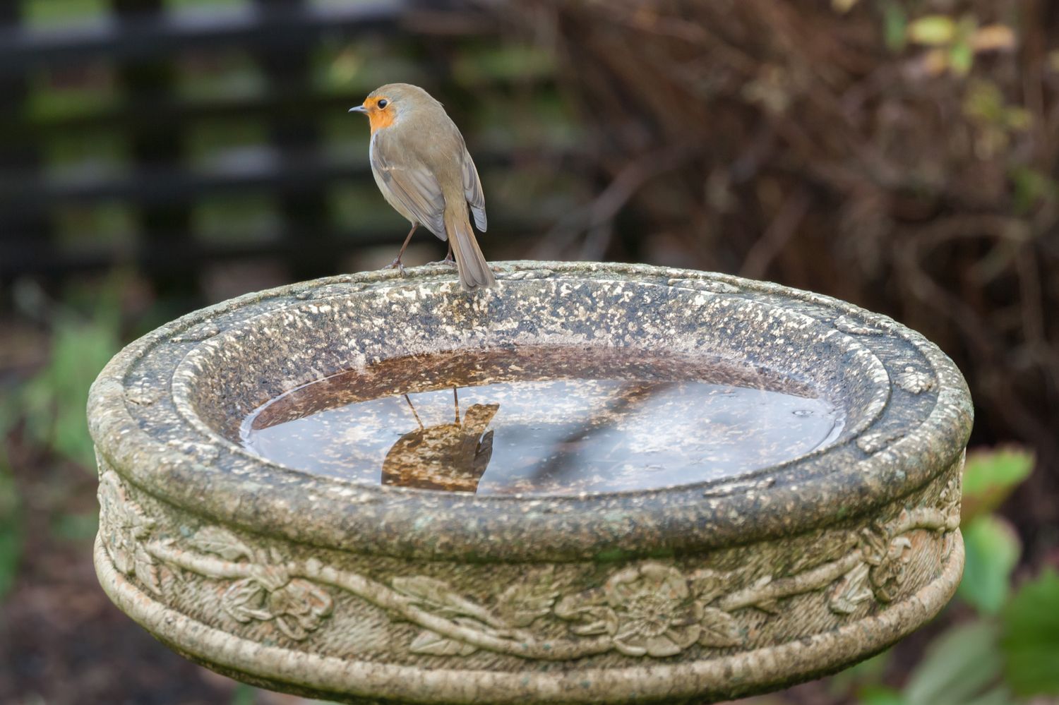 Vogeltränke im Garten Das ist zu beachten Plantura
