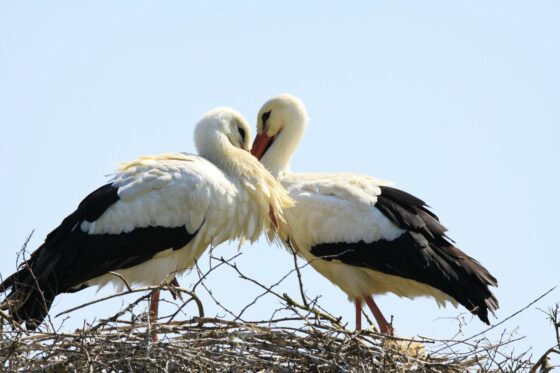 Vogel-Paarung: Balzverhalten, Paarungszeit & Brutzeit