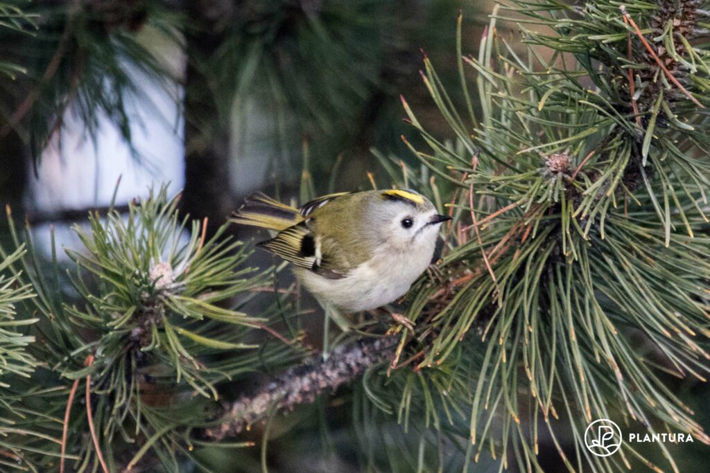 Wintergoldhähnchen in Baum
