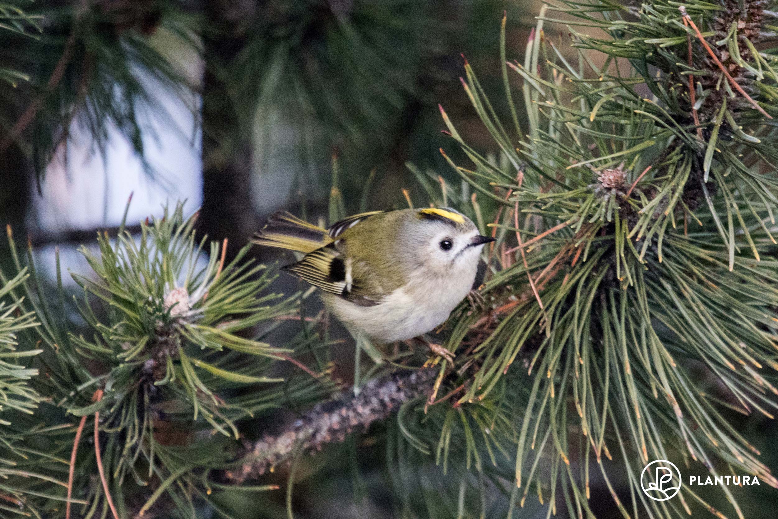 Wintergoldhähnchen: Europas kleinster Singvogel im Steckbrief