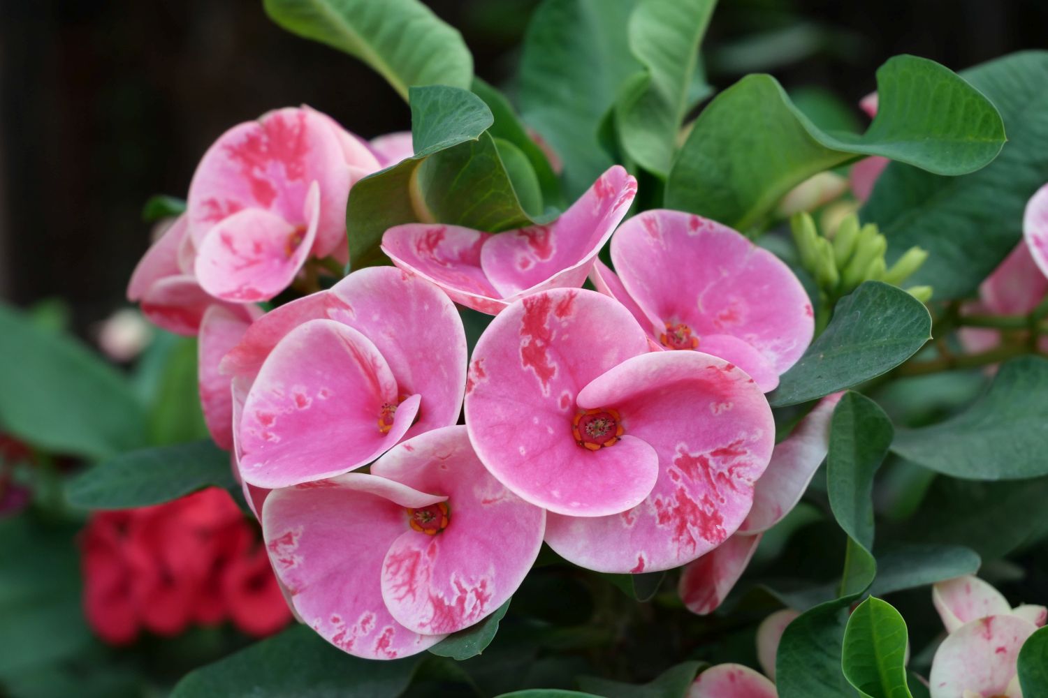 Christusdorn: Pflanzen, Pflege & Vermehren von Euphorbia milii