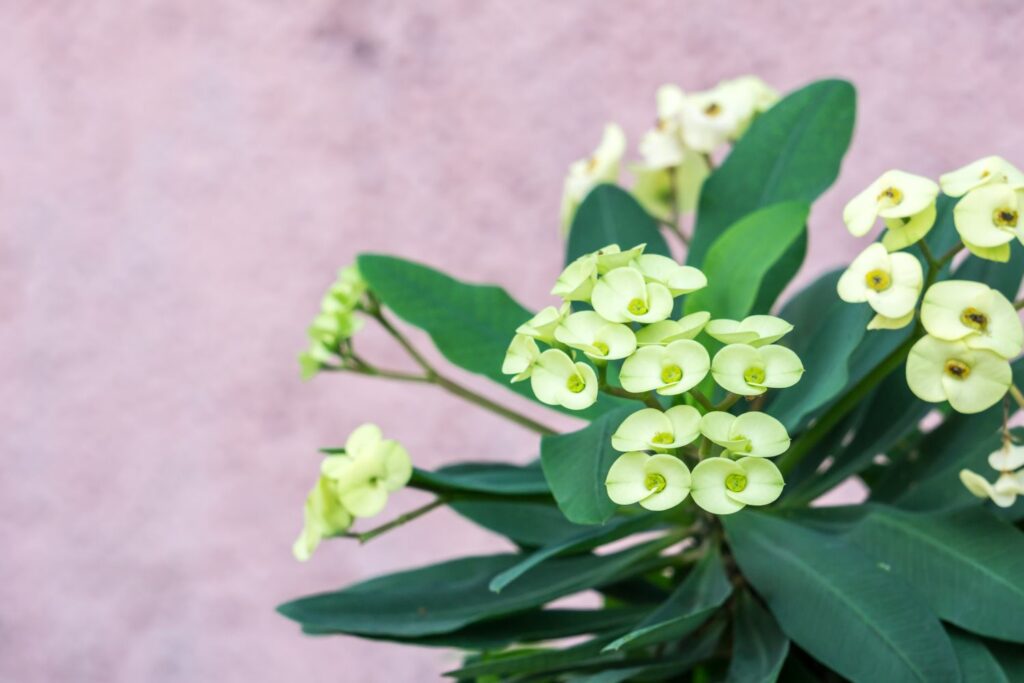 gelbe Blüten der Dornenkrone