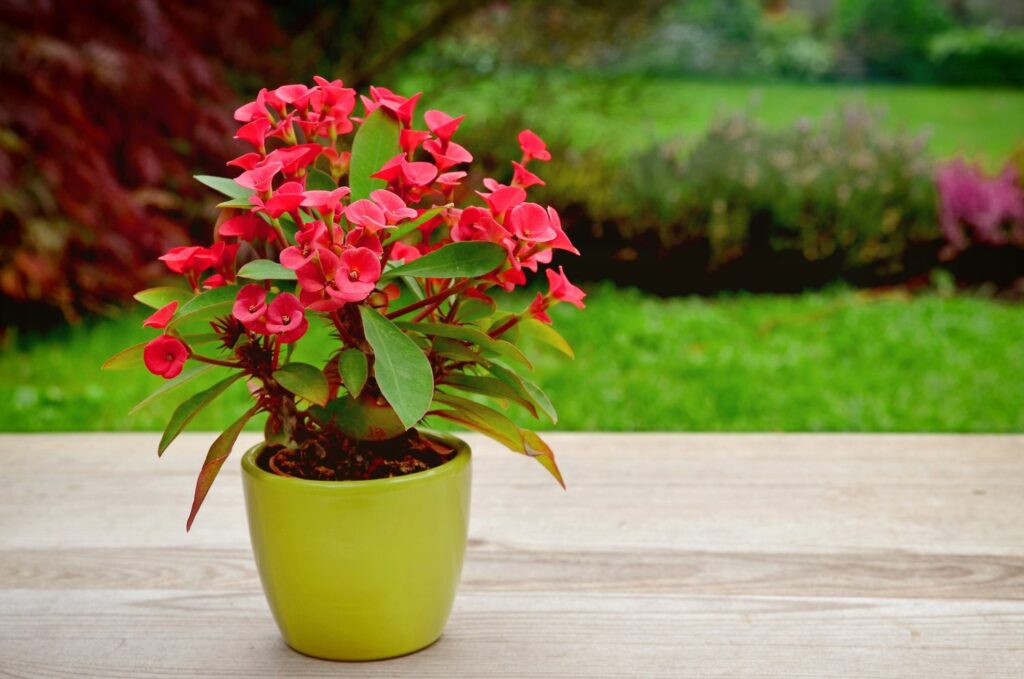 roter Christusdorn im Topf