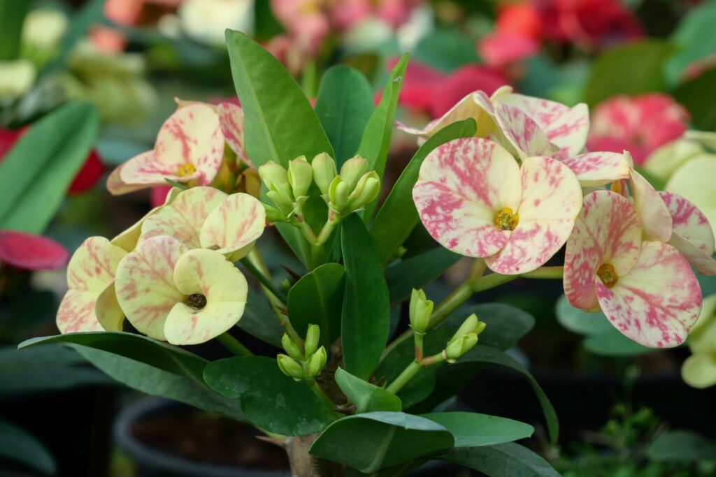 Farbverläufe an den Blüten des Christusdorns